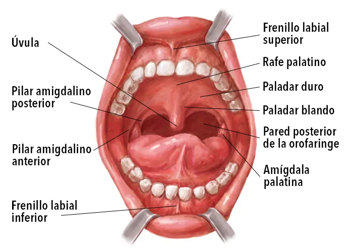 procedimiento-faringoplastia faringoplastía